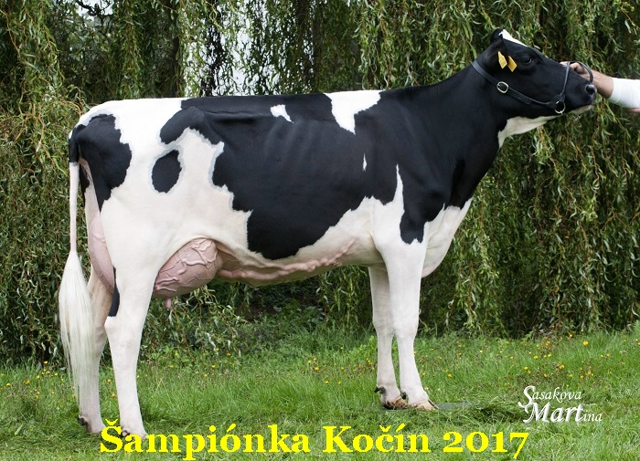 sampionka